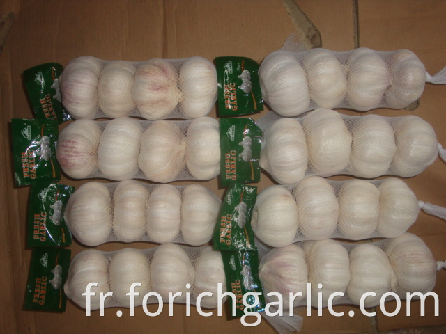 Normal White Garlic